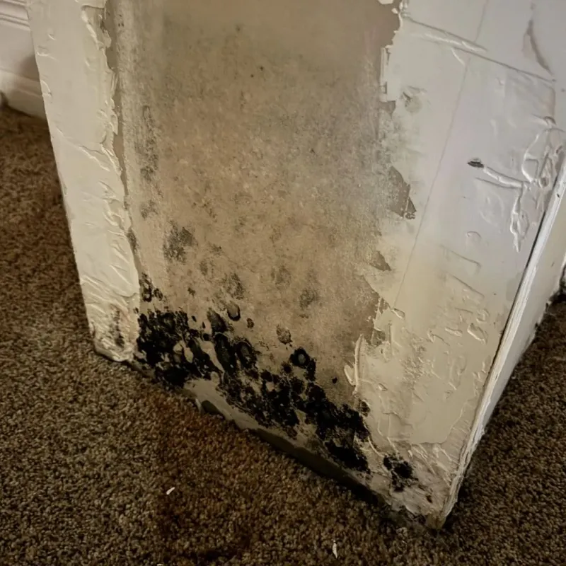 Professional Mold Removal in Cherokee County, KS